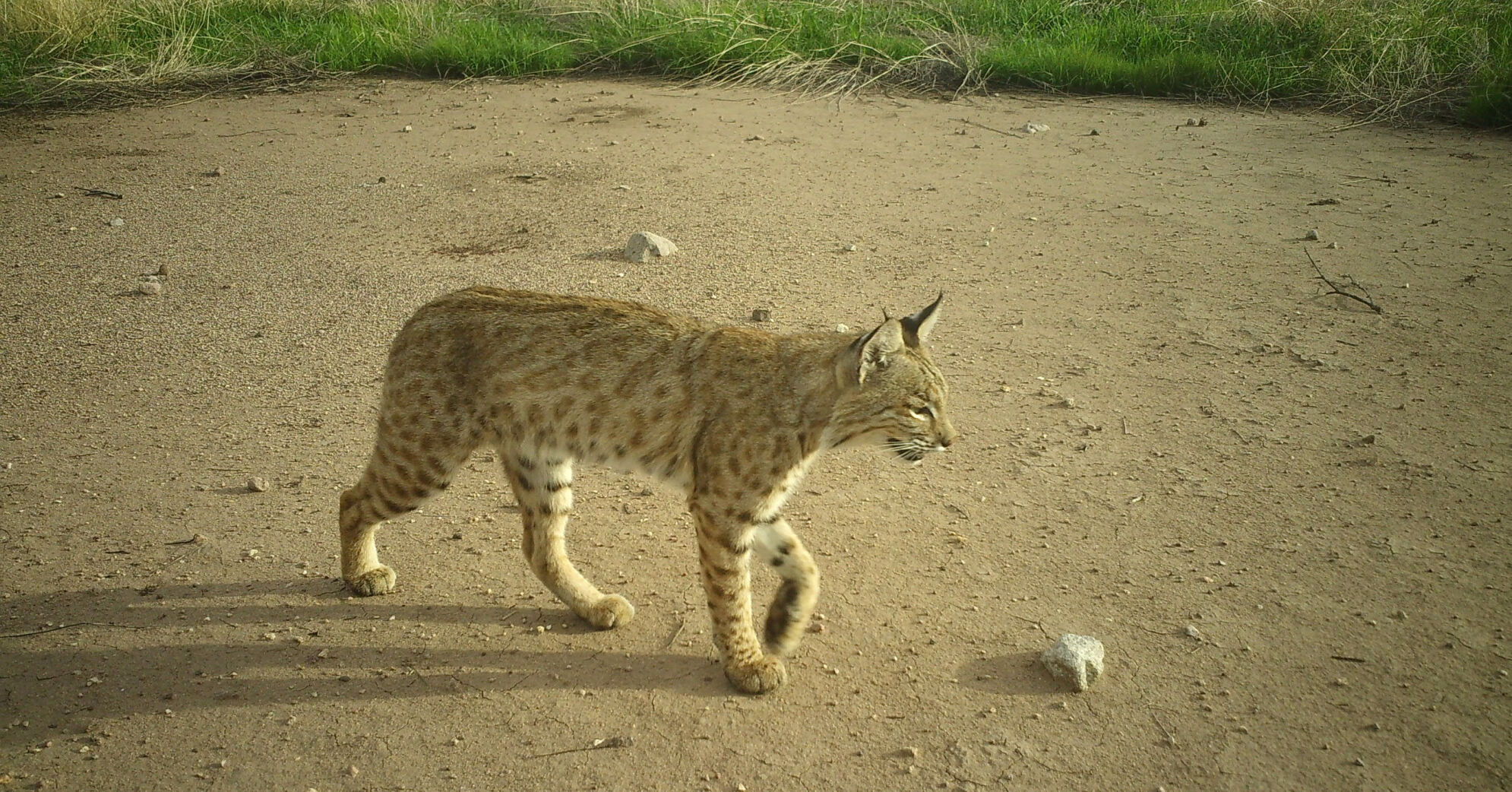 Wildlife Cameras, Frontier, 2022
